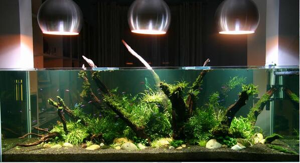 水族箱led灯作用介绍